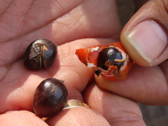 Aphanamixis polystachya