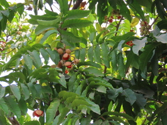 Aphanamixis polystachya