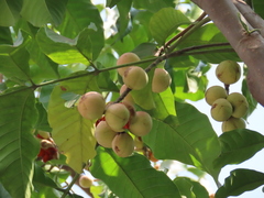 Aphanamixis polystachya