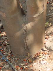 Aphanamixis polystachya