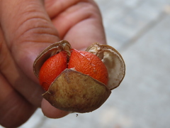 Aphanamixis polystachya