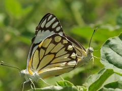 Belenois aurota