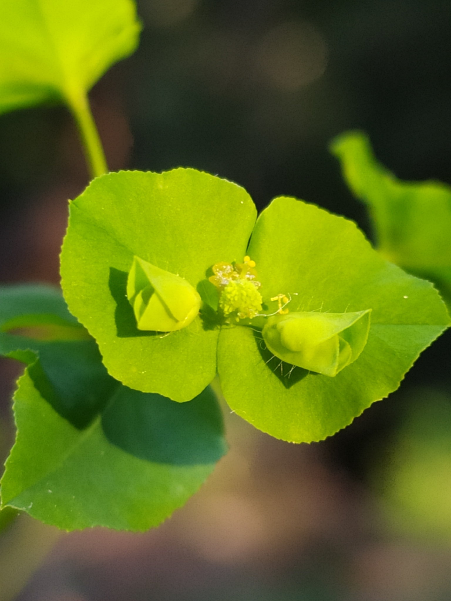 Euphorbia stricta