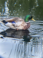Anas platyrhynchos