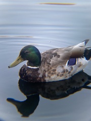 Anas platyrhynchos