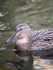 Anas platyrhynchos