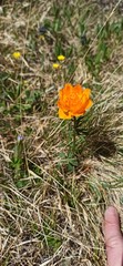 Trollius altaicus