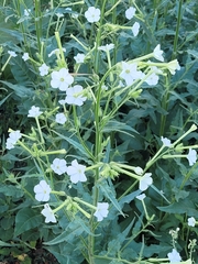 Nicotiana