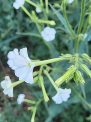Nicotiana