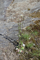 Arabis eschscholtziana