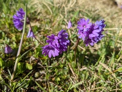 Primula glutinosa