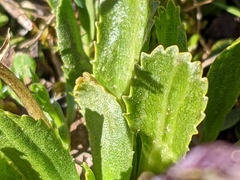 Primula glutinosa