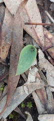 Glossodia major