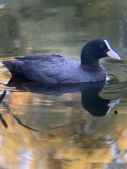 Fulica atra