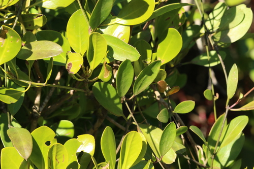 Image of Vincetoxicum carnosum by (c) Greg Tasney, some rights reserved (CC BY-SA)