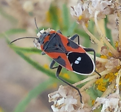 Lygaeus kalmii kalmii