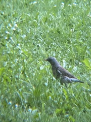 Turdus pilaris