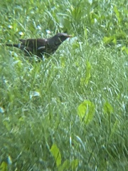 Turdus pilaris