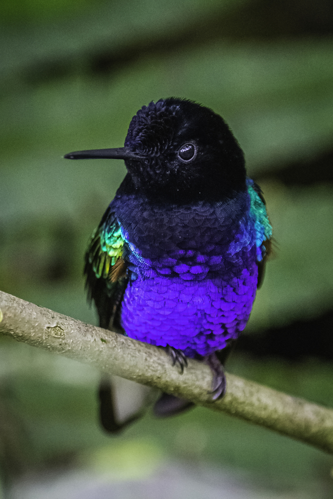Velvet-purple Coronet photo