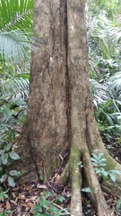 Luehea seemannii