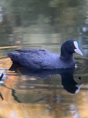 Fulica atra