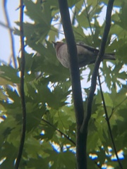 Fringilla coelebs