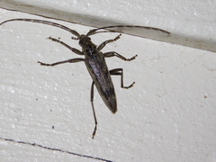 Elytrimitatrix undata