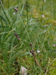 Luzula macrantha