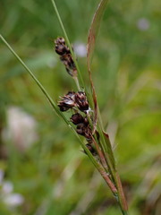 Luzula macrantha