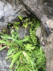 Asplenium marinum