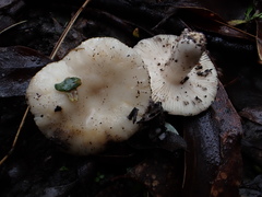 Russula marangania
