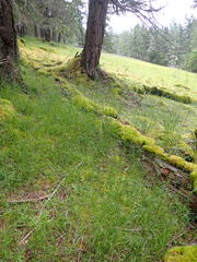Melica subulata