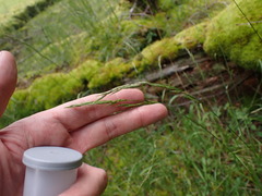 Melica subulata