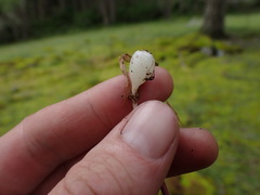 Melica subulata