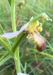 Ophrys apifera bicolor