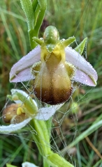 Ophrys apifera bicolor