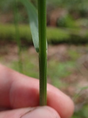 Trisetum cernuum