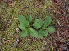 Campanula scouleri