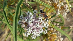 Lygaeus kalmii kalmii