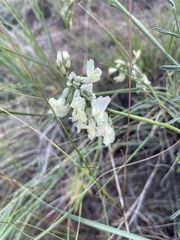 Astragalus reventiformis