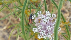 Lygaeus kalmii kalmii