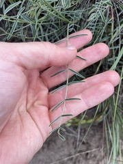 Astragalus reventiformis