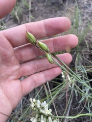 Astragalus reventiformis