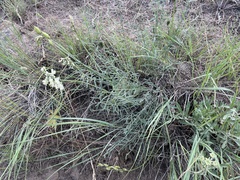 Astragalus reventiformis