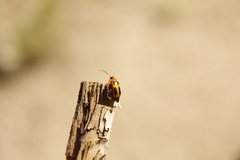 Phyllobrotica decorata