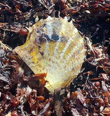 Pinctada imbricata