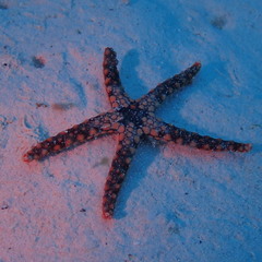 Fromia heffernani