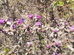 Rhododendron parvifolium