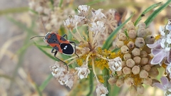 Lygaeus kalmii kalmii