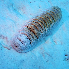 Holothuria fuscopunctata